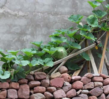 Landscaping IDEAS for Side of House