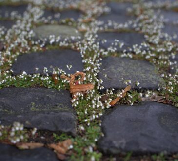Landscaping IDEAS for Steep Slope