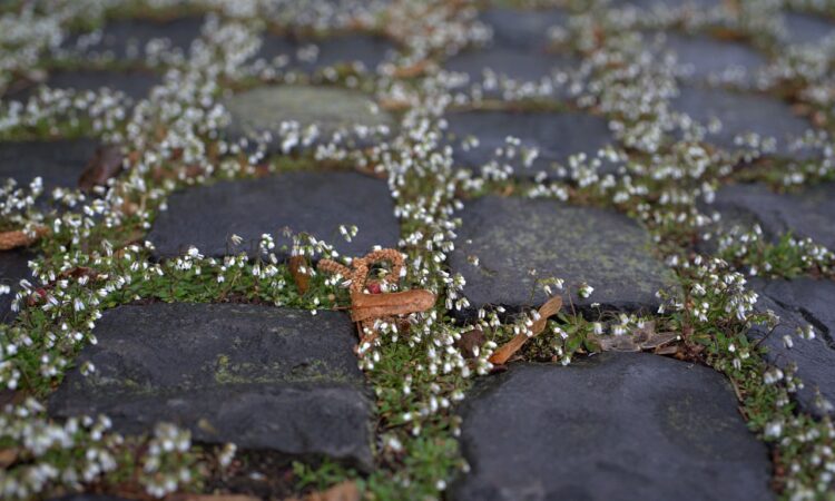 Landscaping IDEAS for Steep Slope