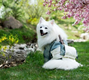 Landscaping IDEAS for the Backyard
