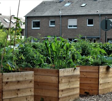 Landscaping IDEAS on a Budget