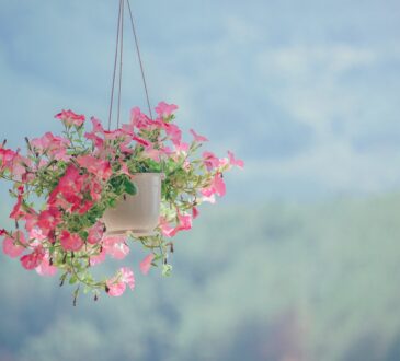 Landscaping Ideas in Florida