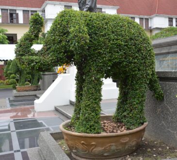 Landscaping Shrubs and Bush Ideas