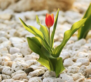 Landscaping with Gravel IDEAS