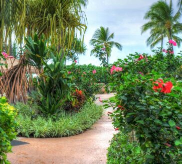Landscaping with Palm Trees Ideas