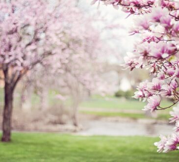 Magnolia Tree Landscape Design