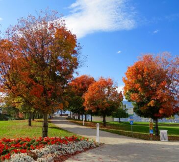 Natural Landscape Design IDEAS