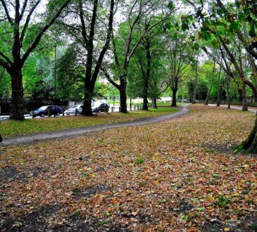 Natural Landscaping Ideas