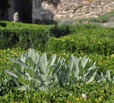 Nautical Landscaping Ideas