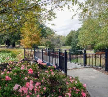 Plants for Landscaping Ideas