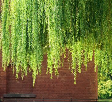 RED Brick Landscaping Ideas