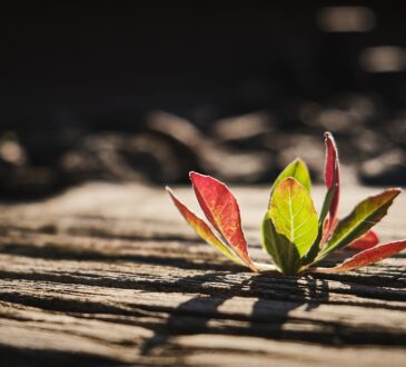Railroad Ties Landscaping Ideas