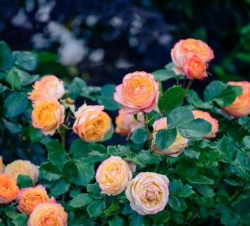 Rose Landscape Design