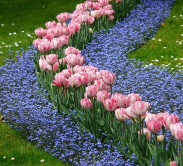 Simple Flower Bed Landscaping IDEAS