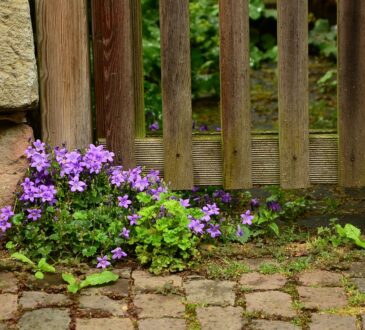 Simple Garden Landscape IDEAS