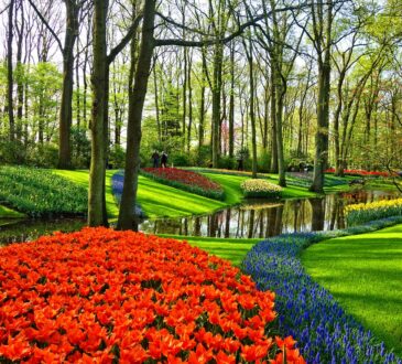 South Florida Landscape IDEAS