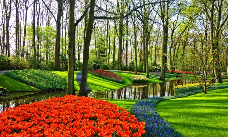 South Florida Landscape IDEAS