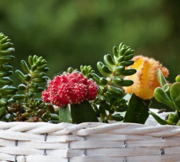 Succulent Landscape Design Ideas