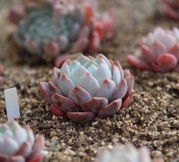 Succulent Landscaping Ideas