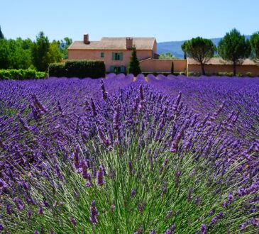 Traditional Landscaping IDEAS