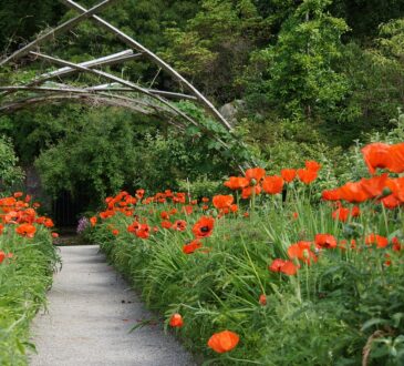 Tulip Landscaping Ideas