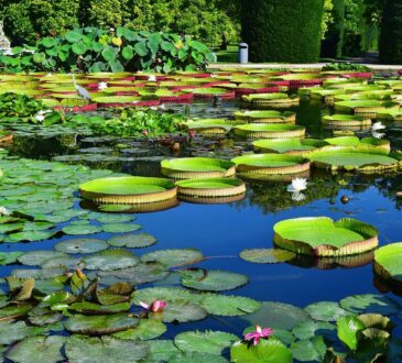 Water Features in Landscape Design