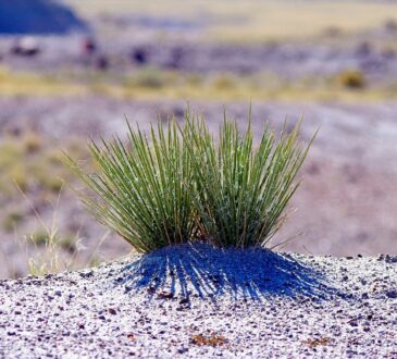 Yucca Landscaping Ideas