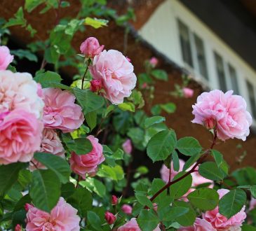 Landscape Design Michigan