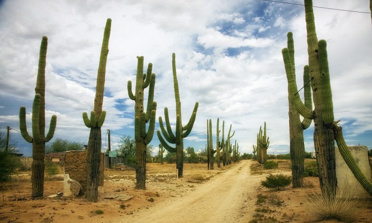 Landscape Design Palm Desert