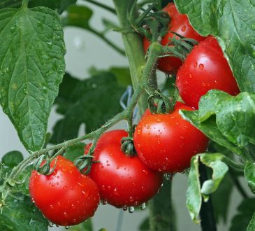 Landscaping with Vegetables