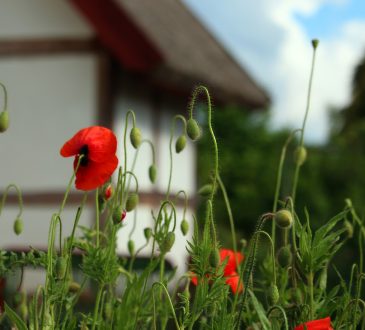 Phoenix Landscaping IDEAS