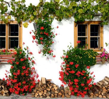 Red Sun Landscape Design