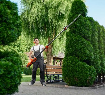 person trimming tree